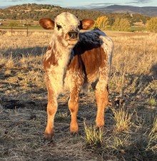 Rocky Bull Calf